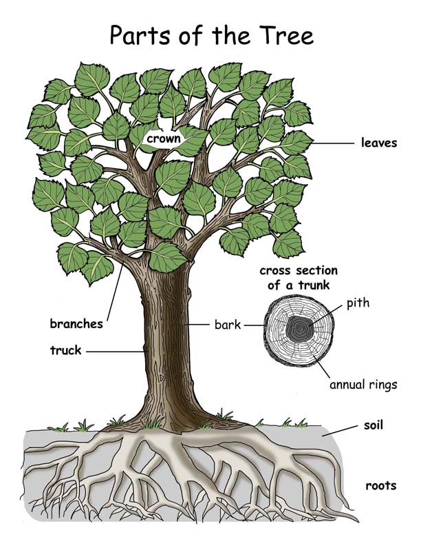 <!--:en-->tree_parts_poster72<!--:--> <!--:en-->tree_parts_poster72<!--:-->